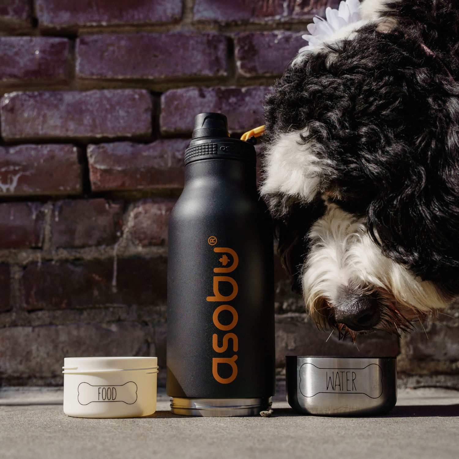 ASOBU The Asobu Buddy Black 1 l - termoska na vodu z nerezové oceli s miskami pro psa