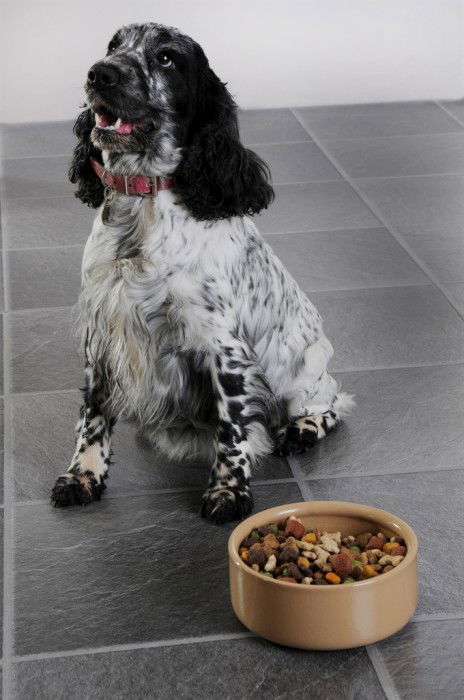 MASON CASH PetWare Dog 18 cm béžová – kameninová miska pro psa