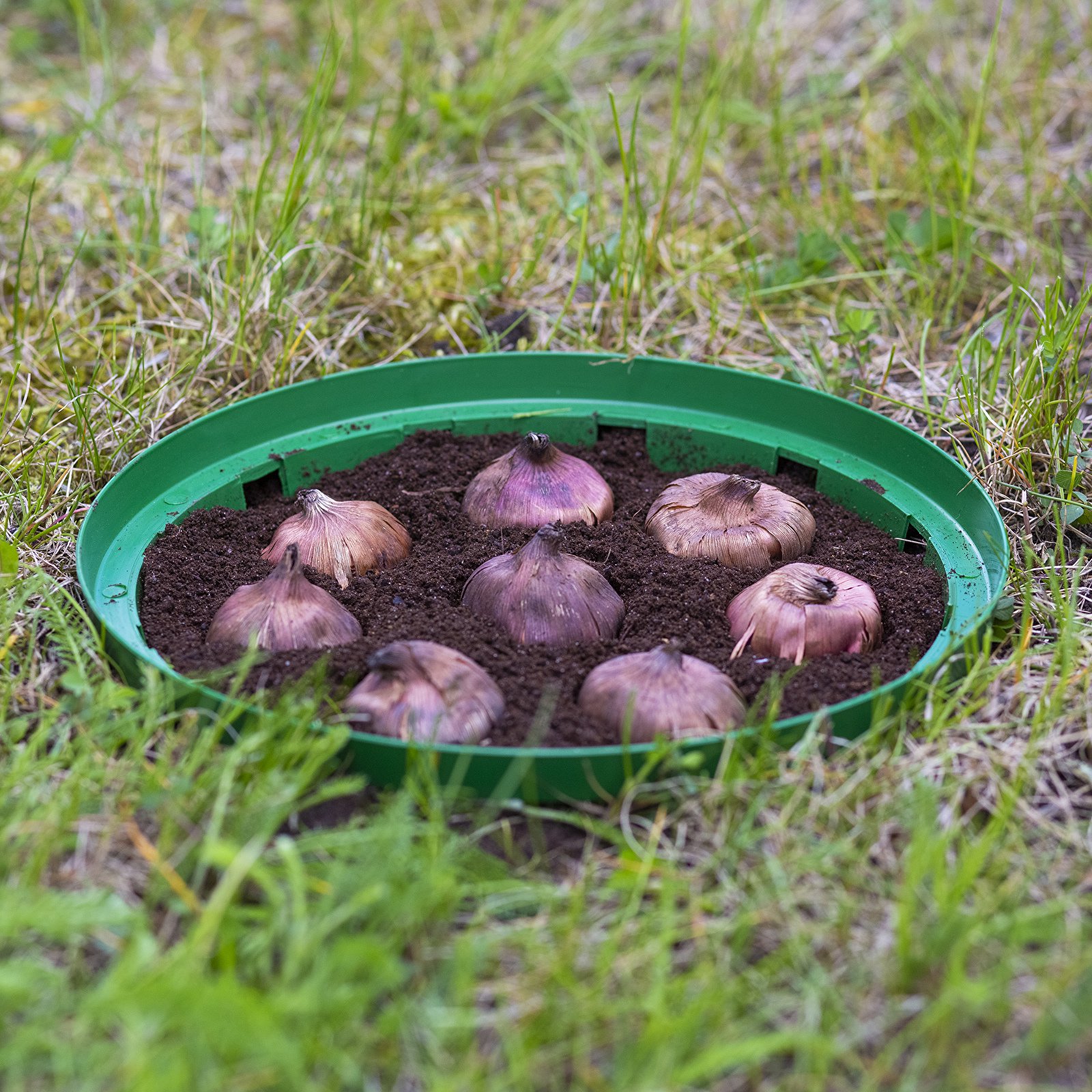 BIOOGRÓD 23 cm - kôš na výsadbu cibúľ / tulipánov