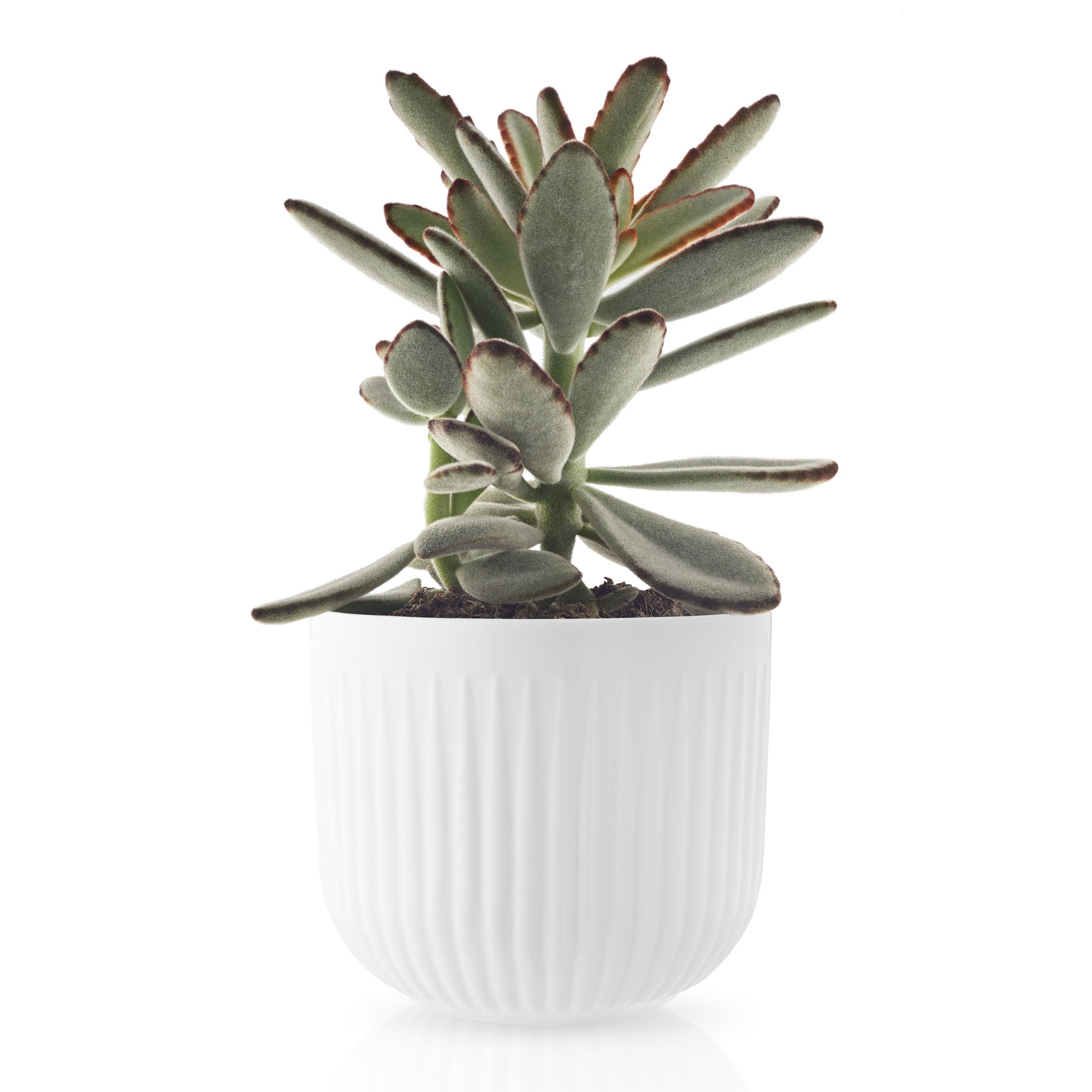 EVA TRIO Legio Nova 13 cm - květináč / obal na květiny z porcelánu