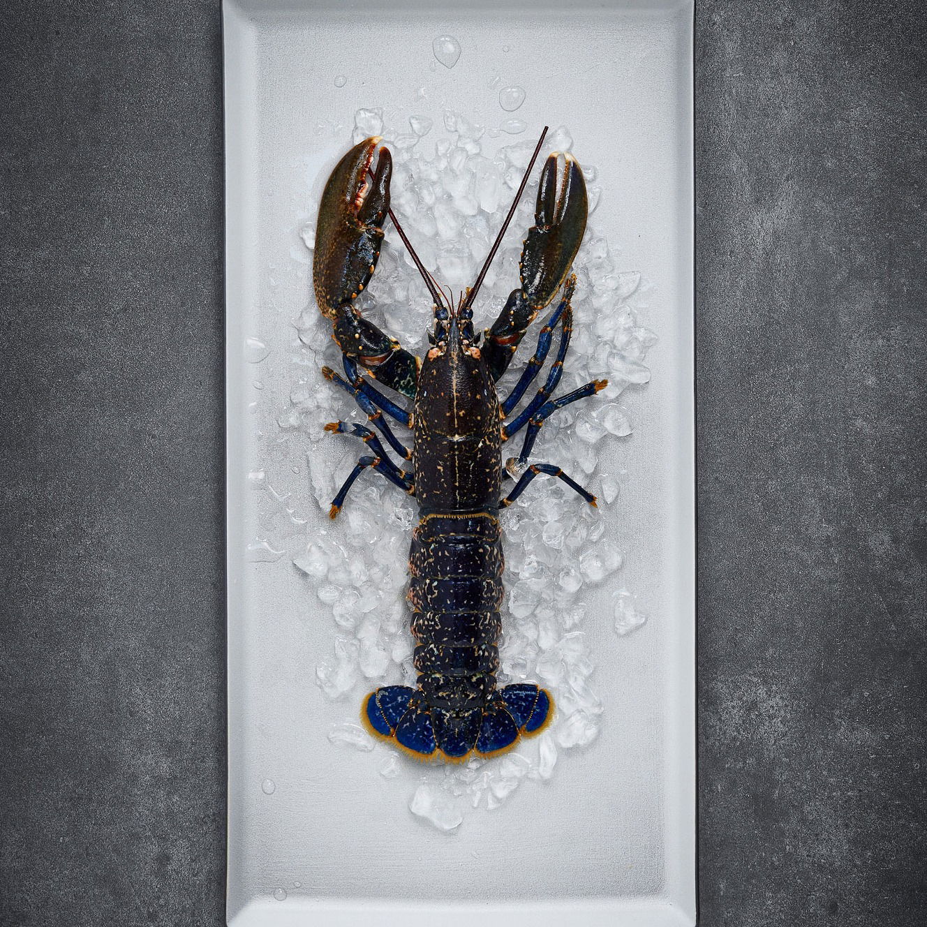 Bielo obdĺžnikový tanier 32,5x15 cm EQUINOXE - REVOL (novinka)