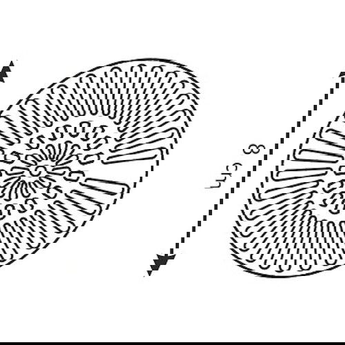 slide-image